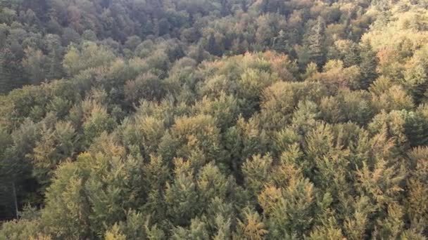 Skog i bergen. Flygfoto över Karpaterna på hösten. Ukraina — Stockvideo