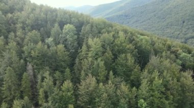 Sonbaharda Karpat Dağları 'nın havadan görünüşü. Ukrayna