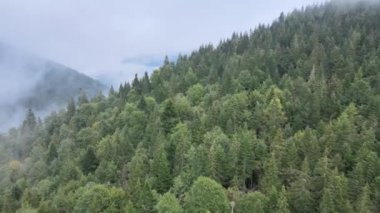 Sonbaharda Karpat Dağları 'nın havadan görünüşü. Ukrayna