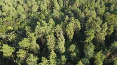Ormandaki ağaçların havadan görünüşü. Ukrayna