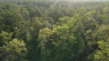 Ormandaki ağaçların havadan görünüşü. Ukrayna