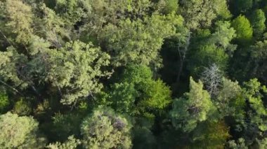 Ormandaki ağaçların havadan görünüşü. Ukrayna