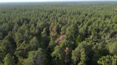 Ormandaki ağaçların havadan görünüşü. Ukrayna
