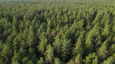 Ormandaki ağaçların havadan görünüşü. Ukrayna