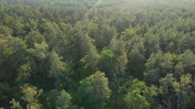 Ormandaki ağaçların havadan görünüşü. Ukrayna