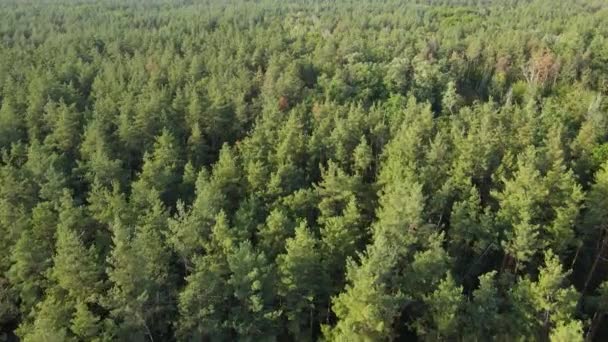 Flygfoto av träd i skogen. Ukraina — Stockvideo