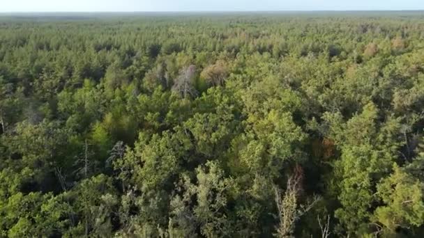 Vista aérea de los árboles en el bosque. Ucrania — Vídeos de Stock