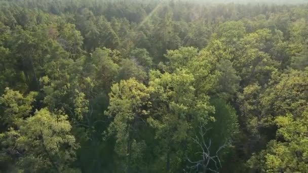 Vista aérea de los árboles en el bosque. Ucrania — Vídeo de stock