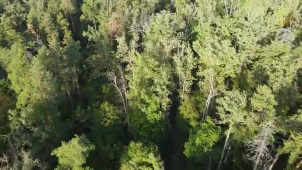 숲 속의 나무들을 공중에서 볼 수있다. 우크라이나 — 비디오