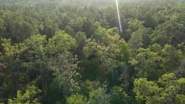 Luftaufnahme von Bäumen im Wald. Ukraine — Stockvideo