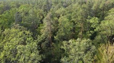 Ormandaki ağaçların havadan görünüşü. Ukrayna