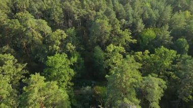 Ormandaki ağaçların havadan görünüşü. Ukrayna
