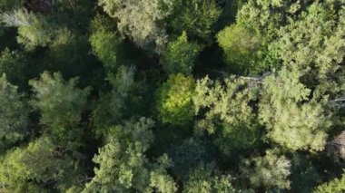 Ormandaki ağaçların havadan görünüşü. Ukrayna