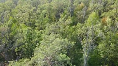 Ormandaki ağaçların havadan görünüşü. Ukrayna