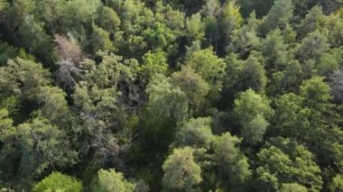 Ormandaki ağaçların havadan görünüşü. Ukrayna