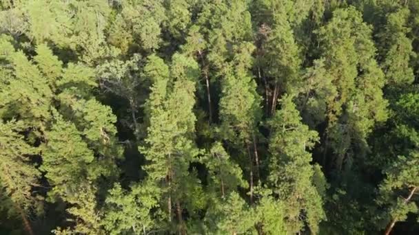 森の中の木の空中ビュー。ウクライナ — ストック動画