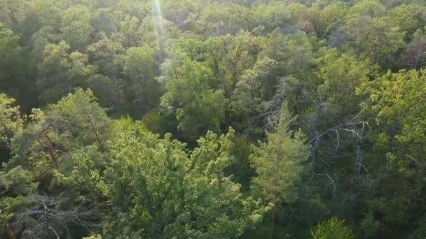 숲 속의 나무들을 공중에서 볼 수있다. 우크라이나 — 비디오