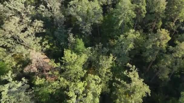 Flygfoto av träd i skogen. Ukraina — Stockvideo