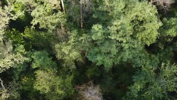 Повітряний вид на дерева в лісі. Україна — стокове відео