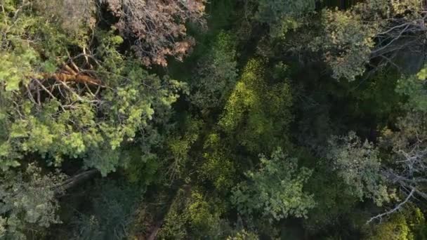 Aerial view of trees in the forest. Ukraine — Stock Video
