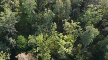 Ormandaki ağaçların havadan görünüşü. Ukrayna