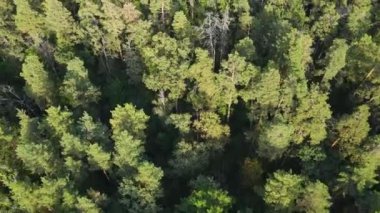 Ormandaki ağaçların havadan görünüşü. Ukrayna