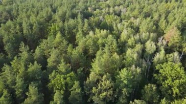 Ormandaki ağaçların havadan görünüşü. Ukrayna