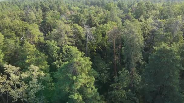 Vue aérienne des arbres dans la forêt. Ukraine