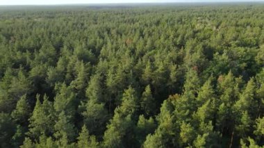 Orman manzaralı ağaçlar. Yavaş çekim