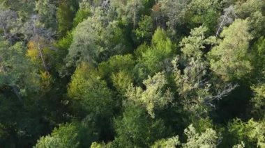 Orman manzaralı ağaçlar. Yavaş çekim