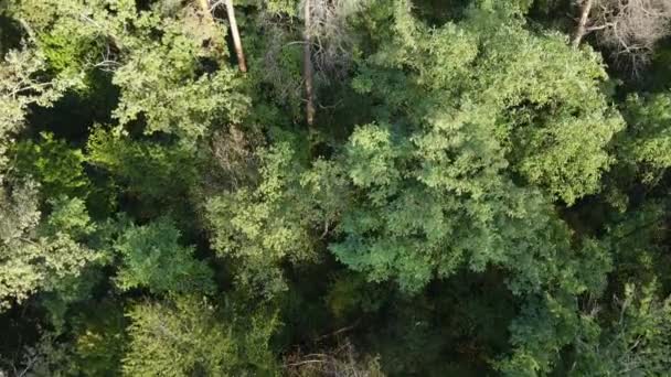 Bäume im Wald Luftaufnahme. Zeitlupe — Stockvideo