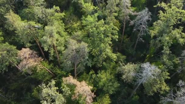 Arbres dans la forêt vue aérienne. Mouvement lent