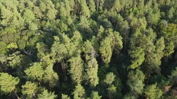 Árboles en la vista aérea del bosque. Movimiento lento — Vídeo de stock