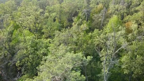 Bomen in het bos vanuit de lucht. Langzame beweging — Stockvideo