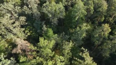 Orman manzaralı ağaçlar. Yavaş çekim