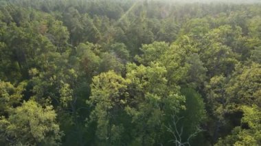 Orman manzaralı ağaçlar. Yavaş çekim