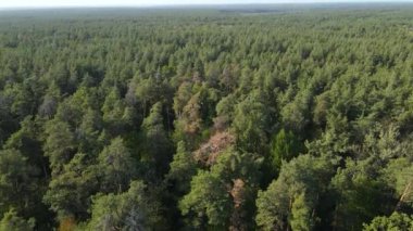 Orman manzaralı ağaçlar. Yavaş çekim