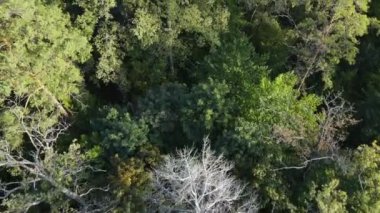 Orman manzaralı ağaçlar. Yavaş çekim