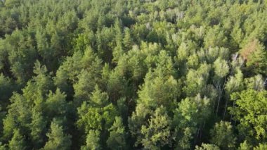 Orman manzaralı ağaçlar. Yavaş çekim