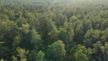 Orman manzaralı ağaçlar. Yavaş çekim