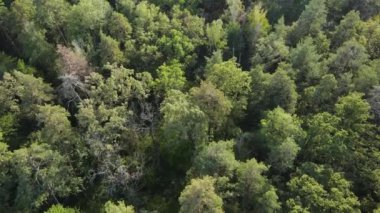 Orman manzaralı ağaçlar. Yavaş çekim