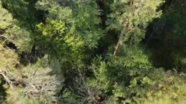 Orman manzaralı ağaçlar. Yavaş çekim