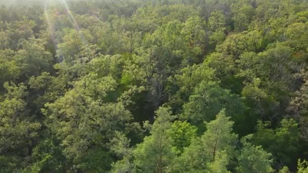 Árboles en la vista aérea del bosque. Movimiento lento — Vídeos de Stock