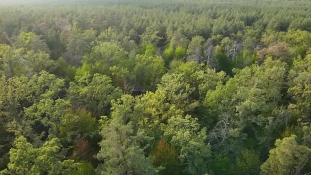 Arbres dans la forêt vue aérienne. Mouvement lent