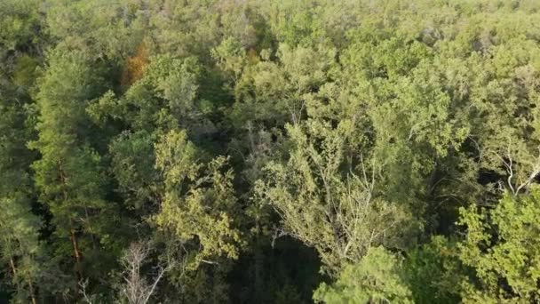 Träd i skogen flygfoto. Långsamma rörelser — Stockvideo