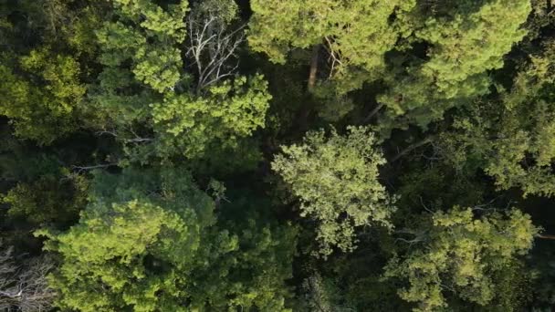 Bäume im Wald Luftaufnahme. Zeitlupe — Stockvideo