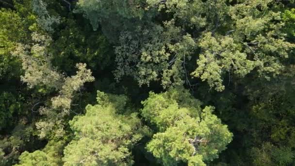 Fák az erdei légi kilátásban. Lassú mozgás. — Stock videók