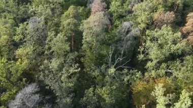 Orman manzaralı ağaçlar. Yavaş çekim