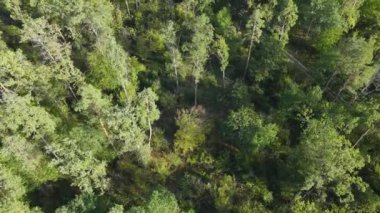 Orman manzaralı ağaçlar. Yavaş çekim