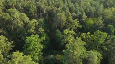 Orman manzaralı ağaçlar. Yavaş çekim